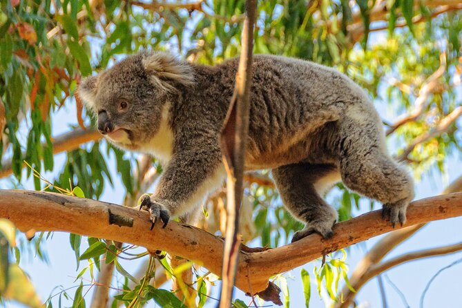 Melbourne Puffing Billy Train and Penguin Parade Day Tour Escape - The Penguin Parade is the evening payoff