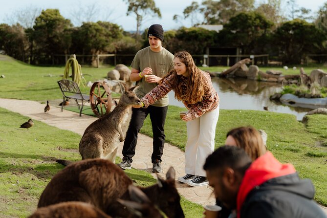 Melbourne Puffing Billy Train and Penguin Parade Day Tour Escape - Transport quality deserves careful thought