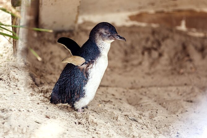 Melbourne Puffing Billy Train and Penguin Parade Day Tour Escape - A full schedule with little spare time