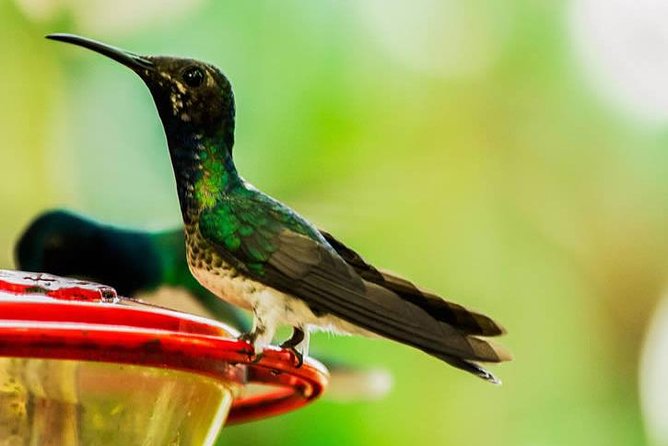 MINDO CLOUD FOREST - Nature & Birds - Personalized Experience - Choosing between chocolate, butterflies, orchids, and canopy thrills