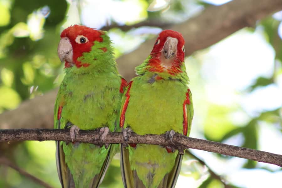Monkeyland, Birds of Eden, Jukani - Animal Sanctuaries - Three animal sanctuaries with three different moods