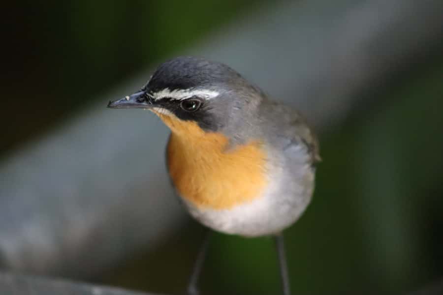 Monkeyland, Birds of Eden, Jukani - Animal Sanctuaries - Birds of Eden: a 1.2-kilometer walk beneath the canopy