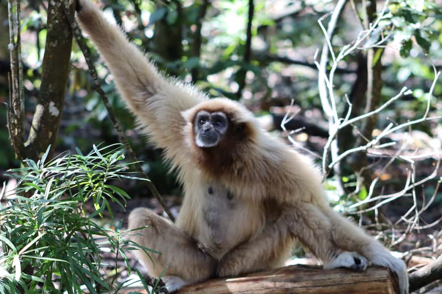 Monkeyland, Birds of Eden, Jukani - Animal Sanctuaries - How long you need for one, two, or all three