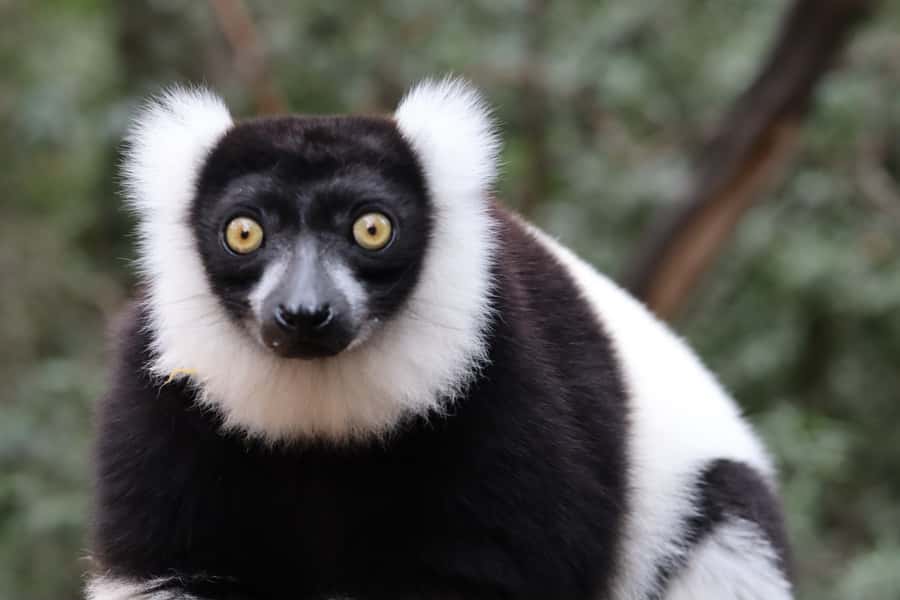 Monkeyland, Birds of Eden, Jukani - Animal Sanctuaries - Price, tickets, and what you receive