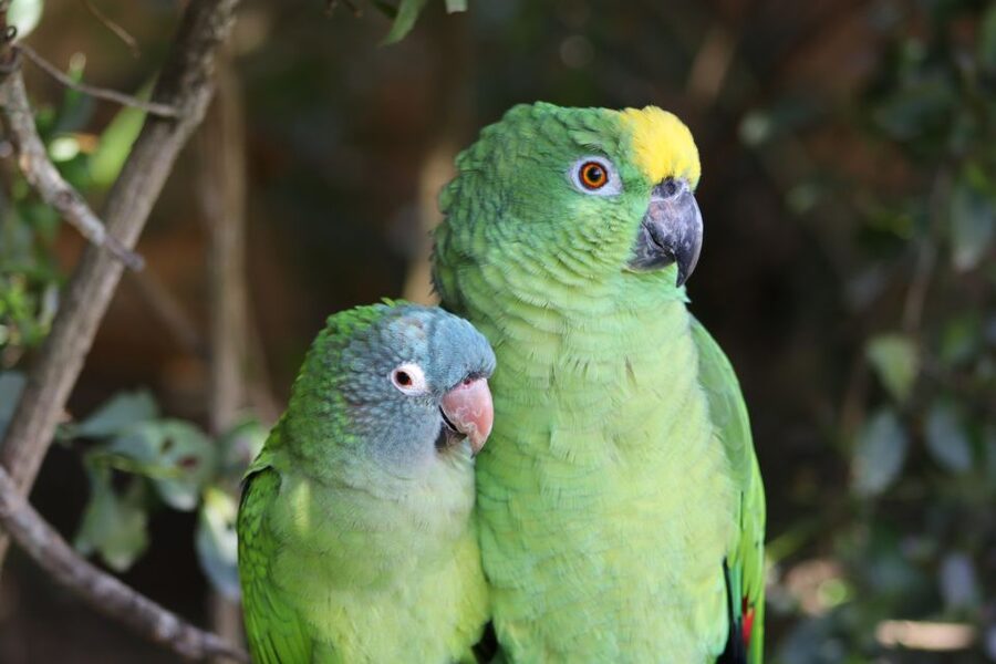 Monkeyland, Birds of Eden, Jukani - Animal Sanctuaries - Who will enjoy this outing most