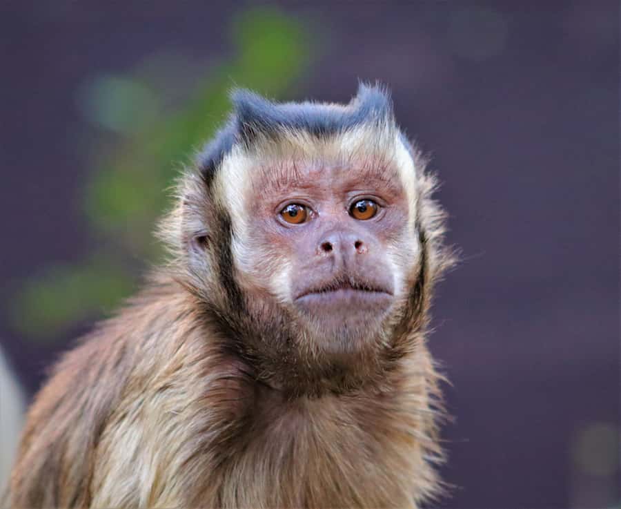 Monkeyland, Birds of Eden, Jukani - Animal Sanctuaries - Should you book Monkeyland, Birds of Eden, and Jukani?