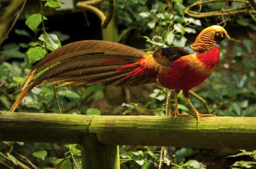 Monkeyland, Birds of Eden, Jukani - Animal Sanctuaries - Monkeyland: primates living in a forest home