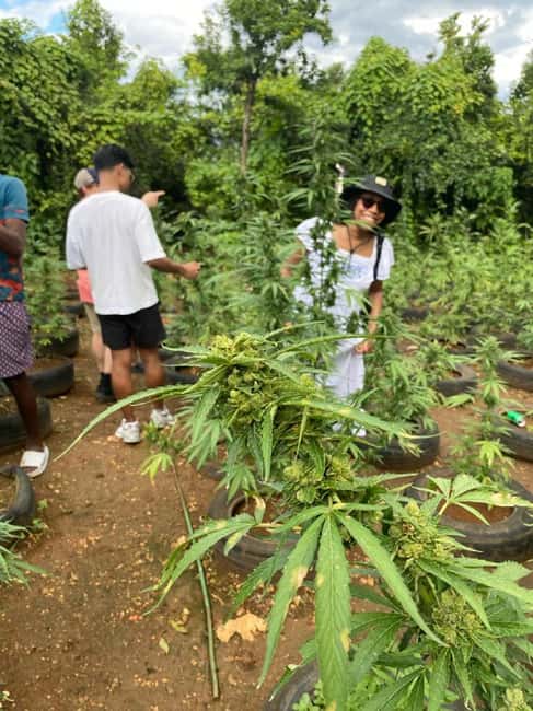 Montego Bay: Marijuana Farm and Bird Sanctuary Tour - Inside the marijuana farm nursery