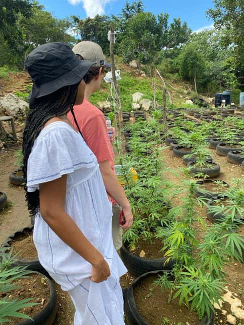 Montego Bay: Marijuana Farm and Bird Sanctuary Tour - A food stop on the return drive