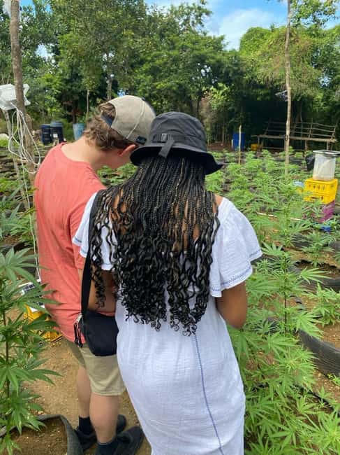 Montego Bay: Marijuana Farm and Bird Sanctuary Tour - What the price means for value
