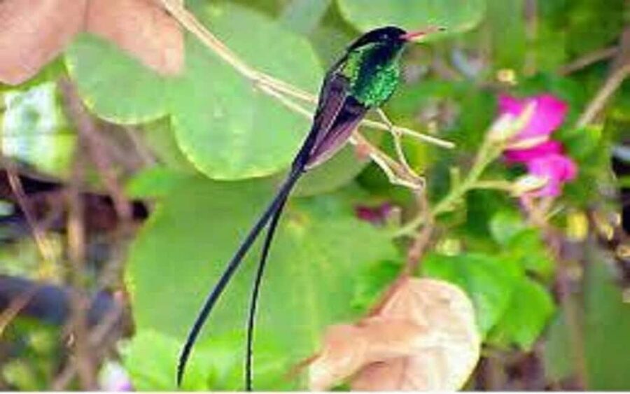 Montego Bay: Private Rocklands Bird Sanctuary Trip - A two-hour walk through Jamaican woodland