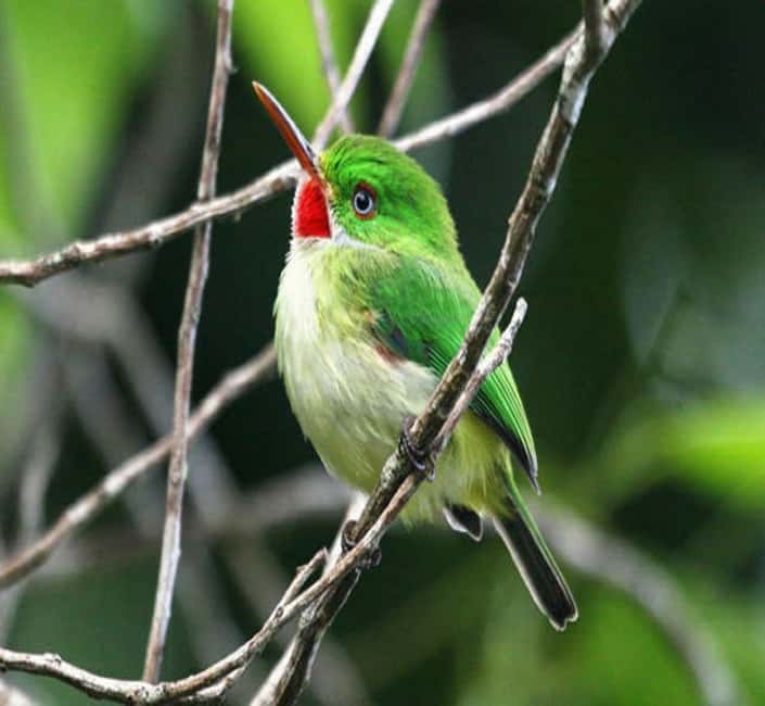Montego Bay: Private Rocklands Bird Sanctuary Trip - Small details that make a big difference