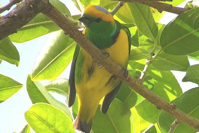 Monteverde Birdwatching Experience - Who should book the Monteverde birdwatching walk?