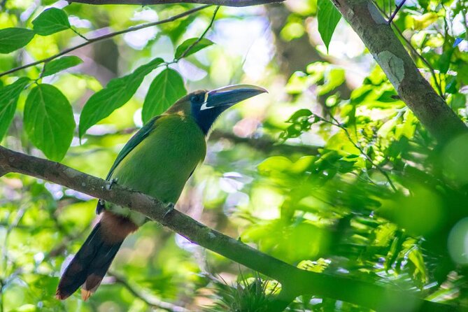 Monteverde Birdwatching Experience - What the 2 to 3 kilometer walk is really like