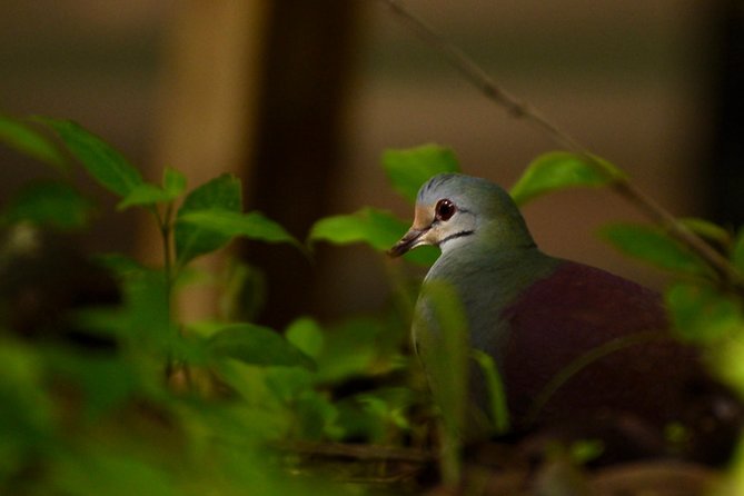 Monteverde Wildlife Walk & Hummingbird Encounter - What the $45 price really includes
