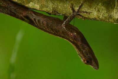 Monteverde Wildlife Walk & Hummingbird Encounter