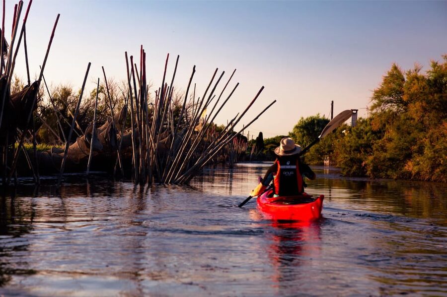 Montpellier : Birdwatching by kayak in the Camargue - Stops for Birds, Plants, and Fishing Culture