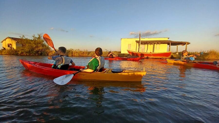 Montpellier : Birdwatching by kayak in the Camargue - How Much Value Do You Get for $76?