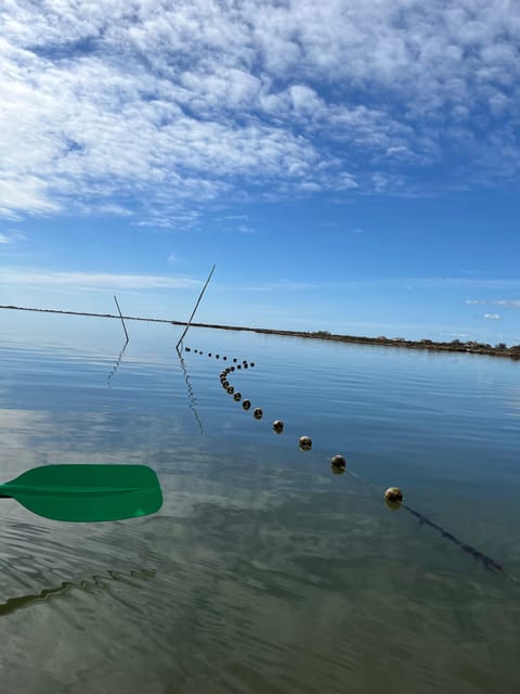Montpellier : Birdwatching by kayak in the Camargue - Group Size, Pace, and Noise