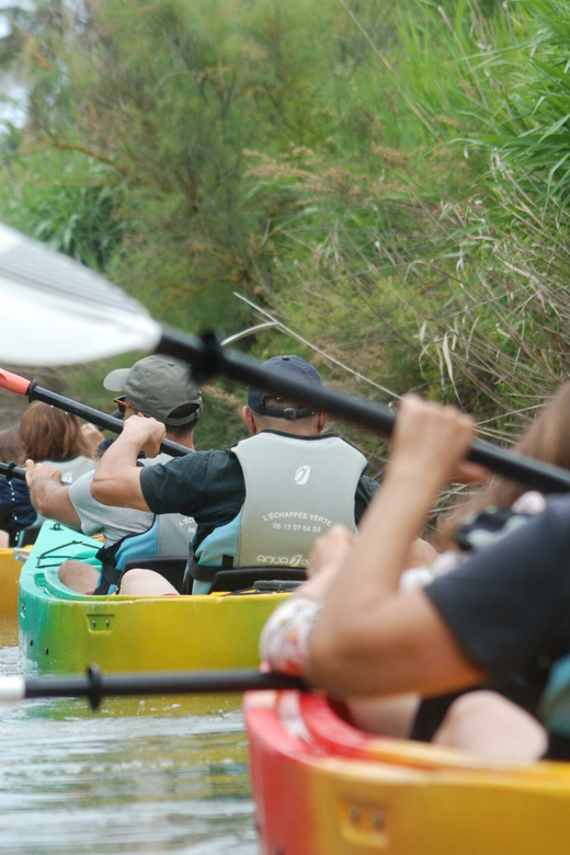 Montpellier : Birdwatching by kayak in the Camargue - Who Will Enjoy This Outing Most?