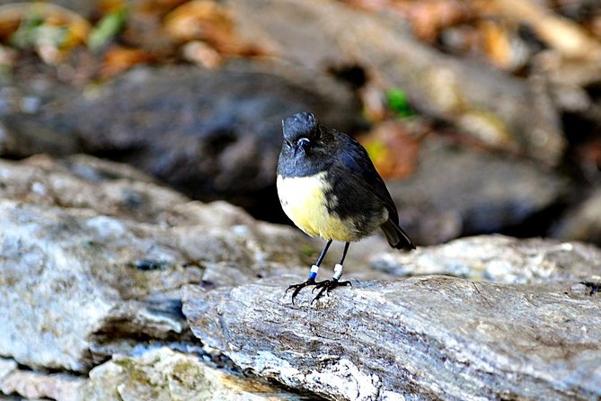 Motuara Island Bird Sanctuary and Ship Cove Cruise from Picton - Key points to know before you go