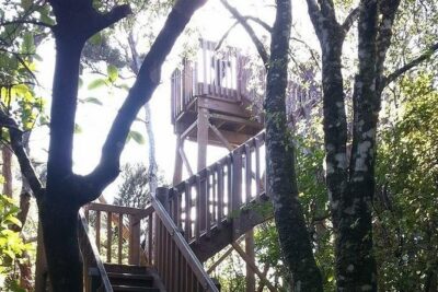 Motuara Island Bird Sanctuary and Ship Cove Cruise from Picton