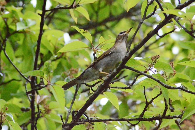 Mount Doi Inthanon Hiking & Bird Watching - Key points at a glance