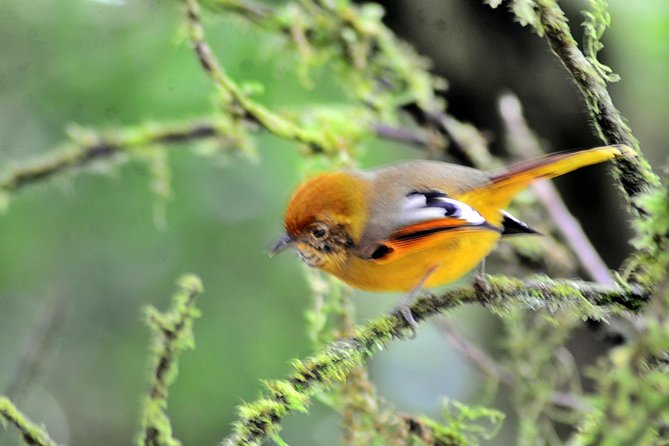 Mount Doi Inthanon Hiking & Bird Watching - A 5:00 a.m. start from Chiang Mai