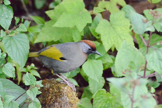 Mount Doi Inthanon Hiking & Bird Watching - The 1.5-hour Karen-guided nature walk