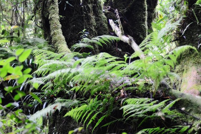 Mount Doi Inthanon Hiking & Bird Watching - Two hours of bird watching with Joe or Ming