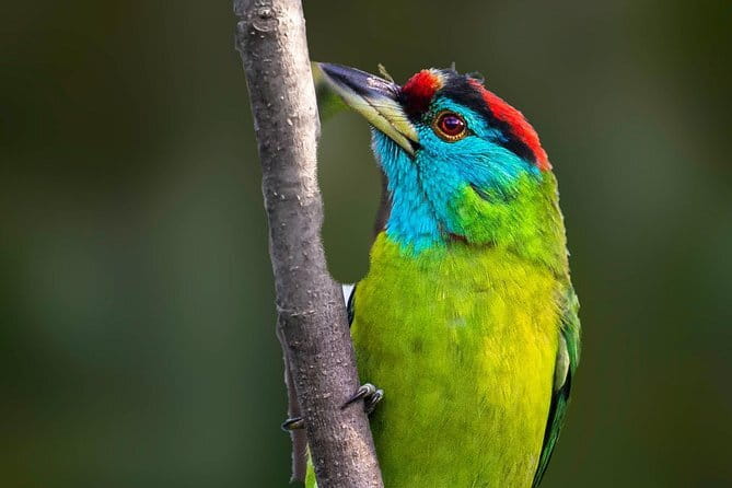 Munsiari Birding tour - What makes this Munsiyari birding tour worth considering