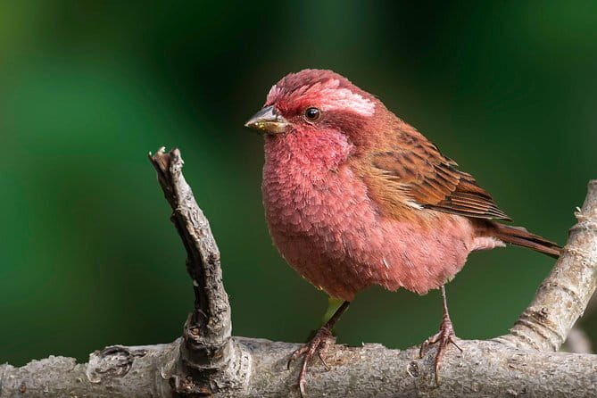 Munsiari Birding tour - Why Munsiyari is a serious birding destination
