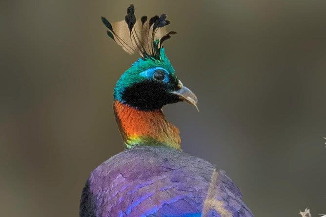 Munsiari Birding tour - Day 2: Betuli Dhar pheasants and Nanda Devi Temple