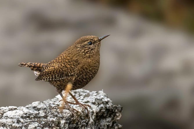 Munsiari Birding tour - Day 5: Lower elevations around Madkote