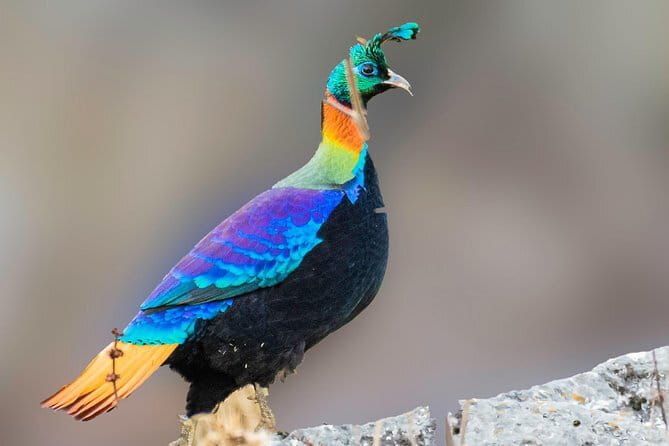 Munsiari Birding tour - Day 1: The long road from Kathgodam to Munsiyari