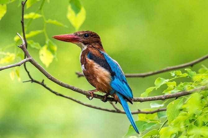 Muthurajawela Bird Watching Tour From Colombo & Negombo - What makes this Muthurajawela trip worth considering