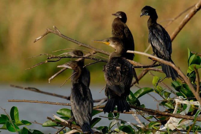 Muthurajawela Bird Watching Tour From Colombo & Negombo - Reaching Muthurajawela from Colombo or Negombo