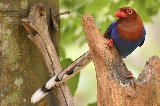Muthurajawela Bird Watching Tour From Colombo & Negombo - Who will enjoy this most