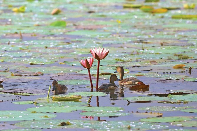 Muthurajawela Bird Watching Tour from Negombo / Colombo - What the boat ride is really like