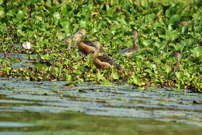 Muthurajawela Bird Watching Tour from Negombo / Colombo - Looking for birds and Slender Loris