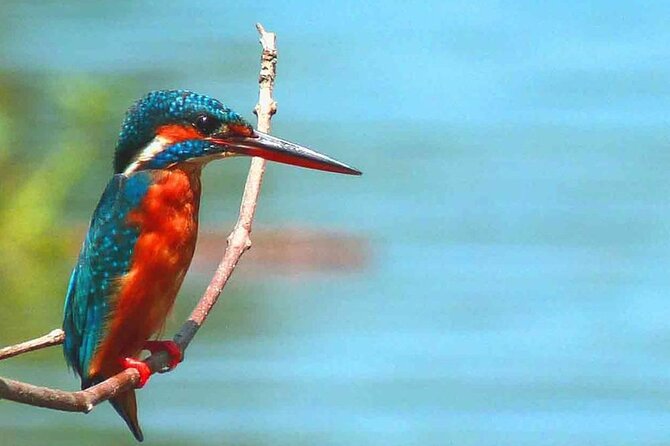 Muthurajawela Bird Watching Tour from Negombo / Colombo - The guide makes the biggest difference