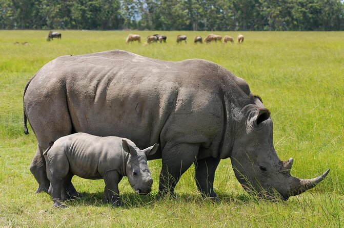 Nairobi park, steamark birds, Girraffe center & bomas - Key points to know before booking