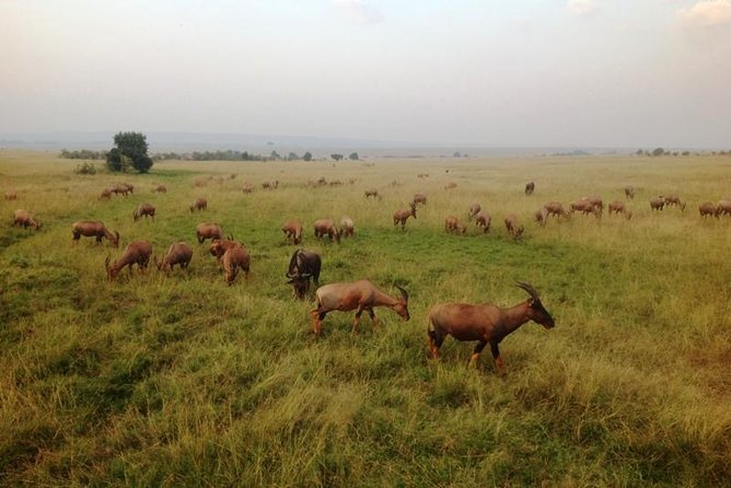 Nairobi park, steamark birds, Girraffe center & bomas - Guides can shape the whole day