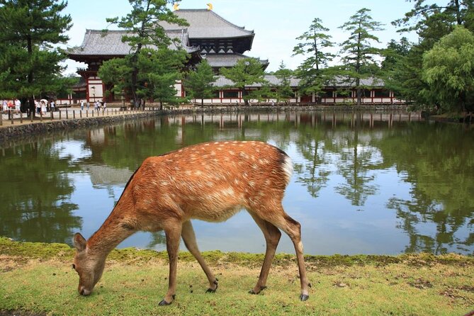 Nara Todaiji Lazy Bird Walking Tour - Key points to know before booking