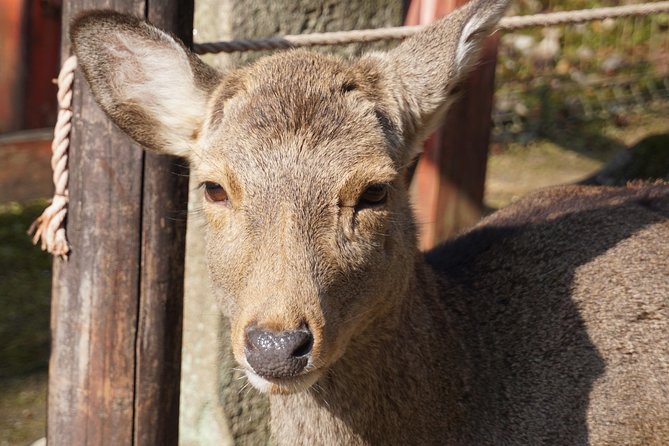 Nara Todaiji Lazy Bird Walking Tour - Why this Nara walking tour makes sense