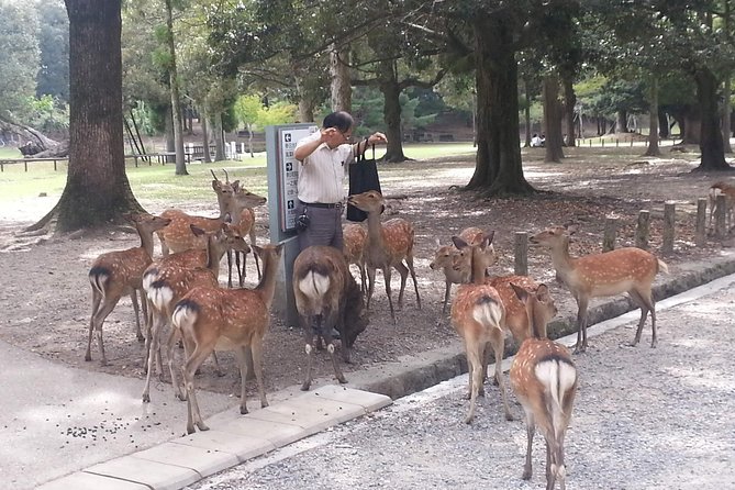 Nara Todaiji Lazy Bird Walking Tour - Kofuku-ji’s five-storied pagoda