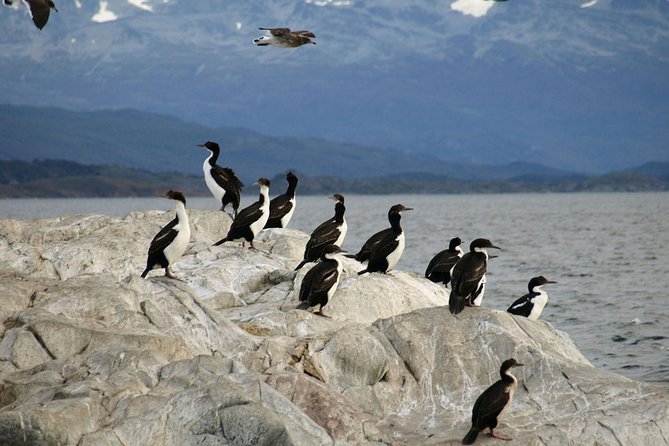 Navigate through the Beagle Channel: Seal, Bird & Penguin Islands - Les Eclaireurs Lighthouse is smaller than photos suggest