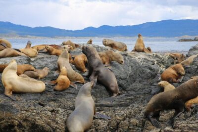 Navigate through the Beagle Channel: Seal, Bird & Penguin Islands