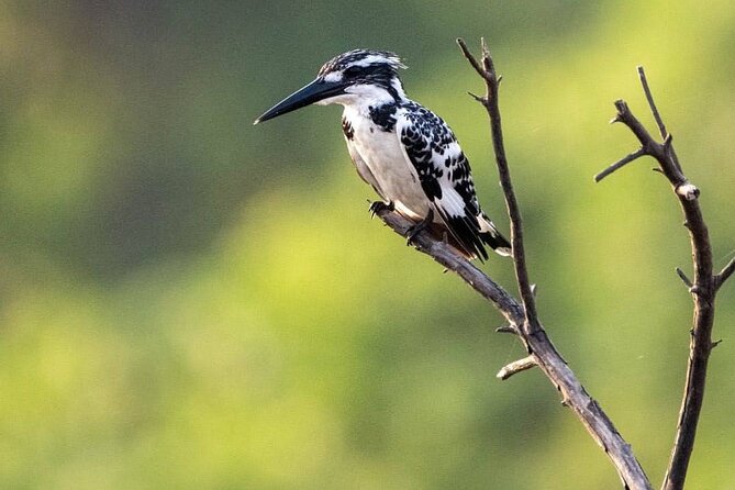 Negombo Lagoon & Muthurjawela Bird Watching Boat Tour - Starting on Negombo Lagoon for 30 minutes