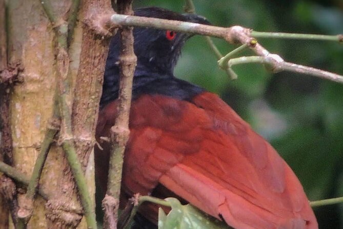 Negombo Lagoon & Muthurjawela Bird Watching Boat Tour - Choosing the best time between 6:00 AM and 6:00 PM